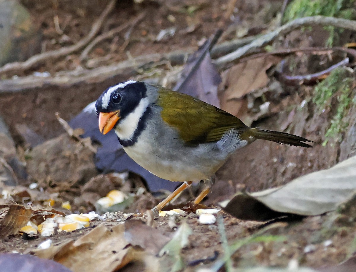 Orange-billed Sparrow - Joe Grzybowski