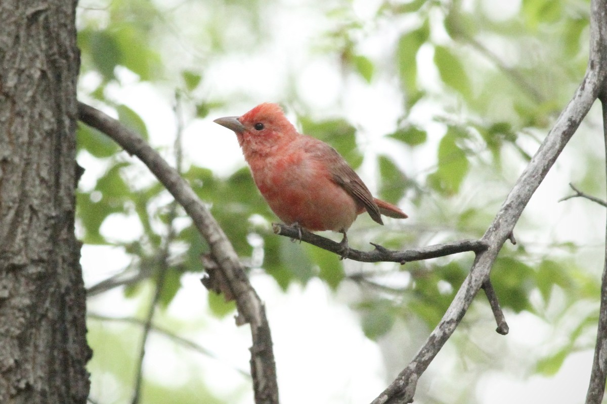 Summer Tanager - Andrew Theus
