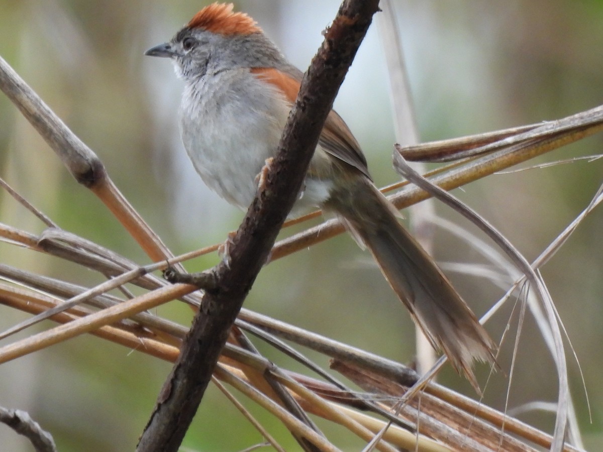 Pale-breasted Spinetail - ML618882730
