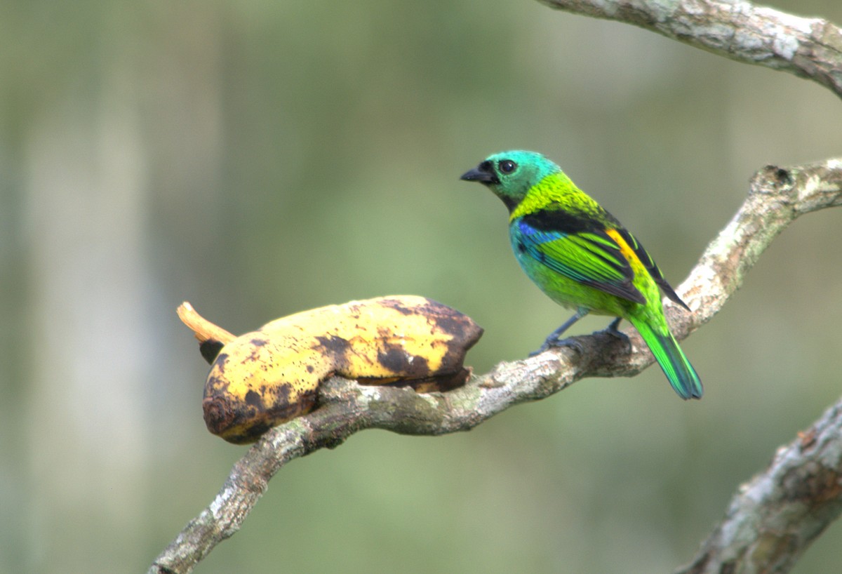 Green-headed Tanager - ML618882733