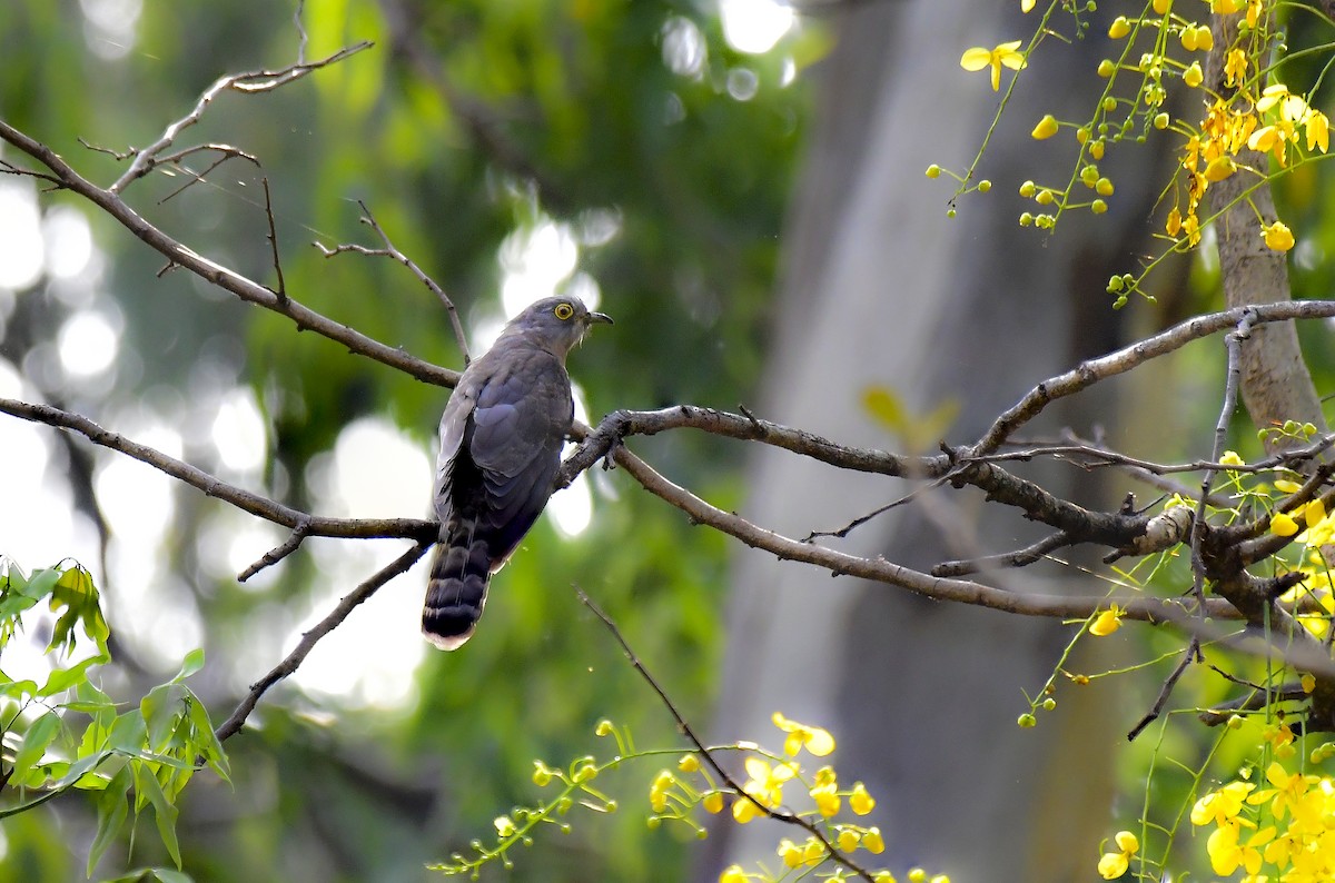 Common Hawk-Cuckoo - Sathish Ramamoorthy