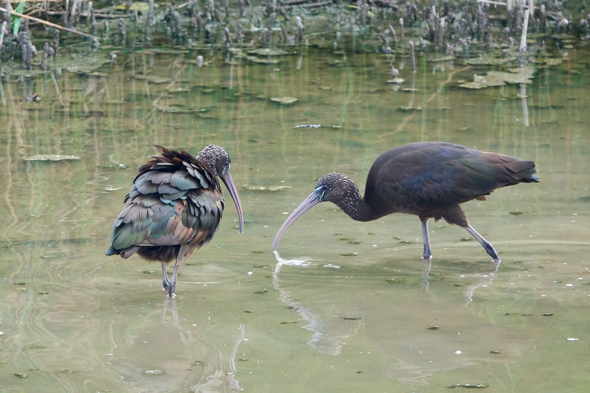 Glossy Ibis - Luis Manso