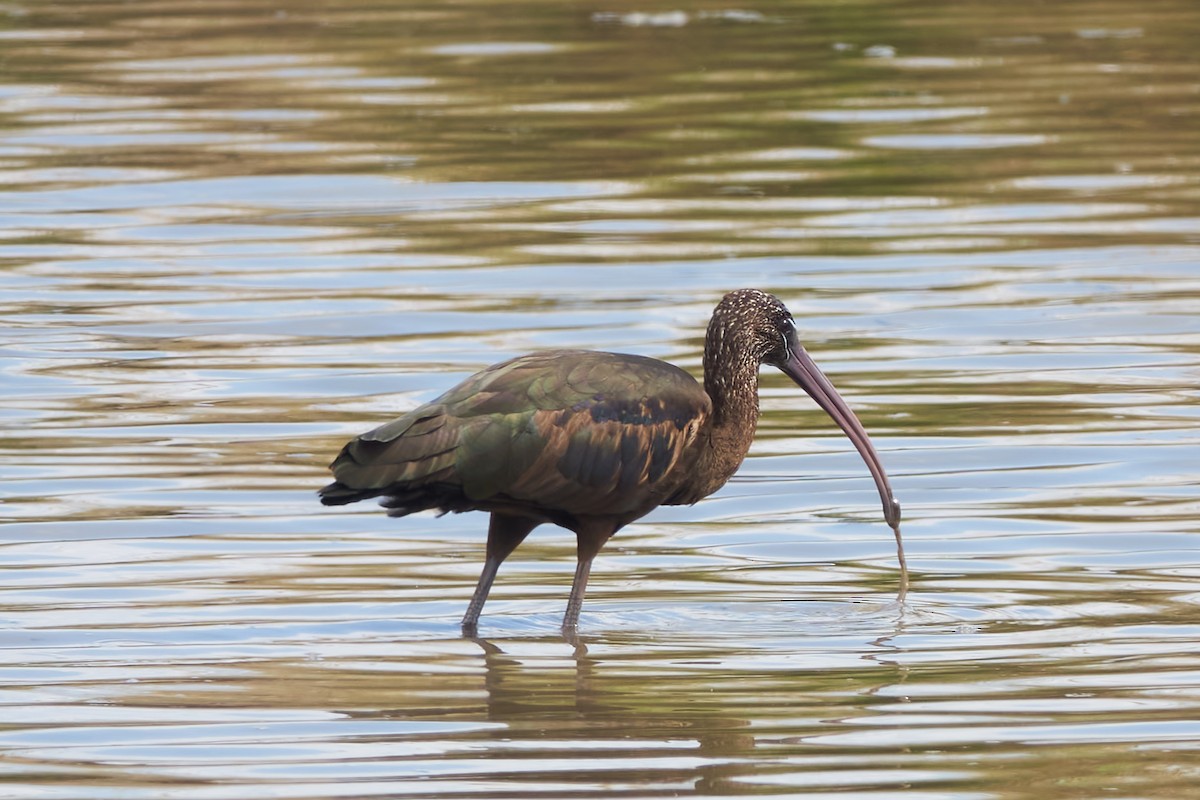 Glossy Ibis - Luis Manso