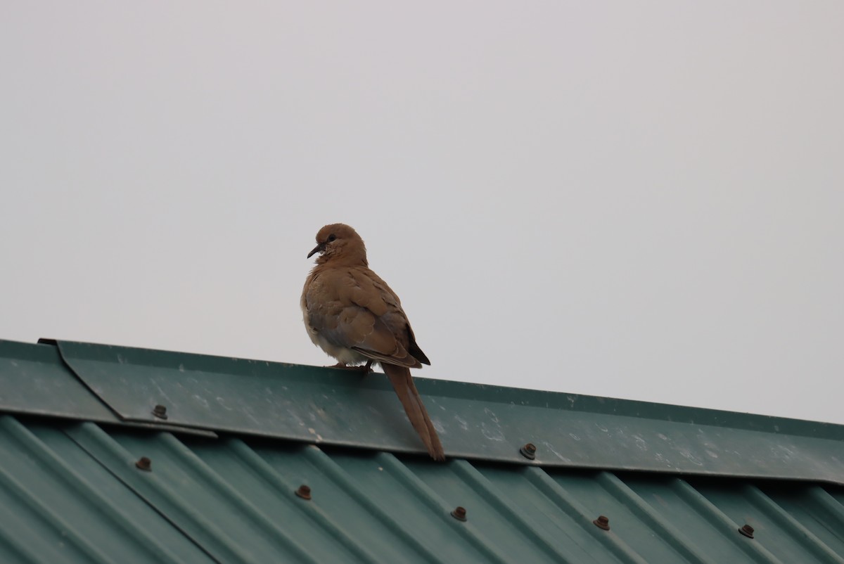 Laughing Dove - ML618882777