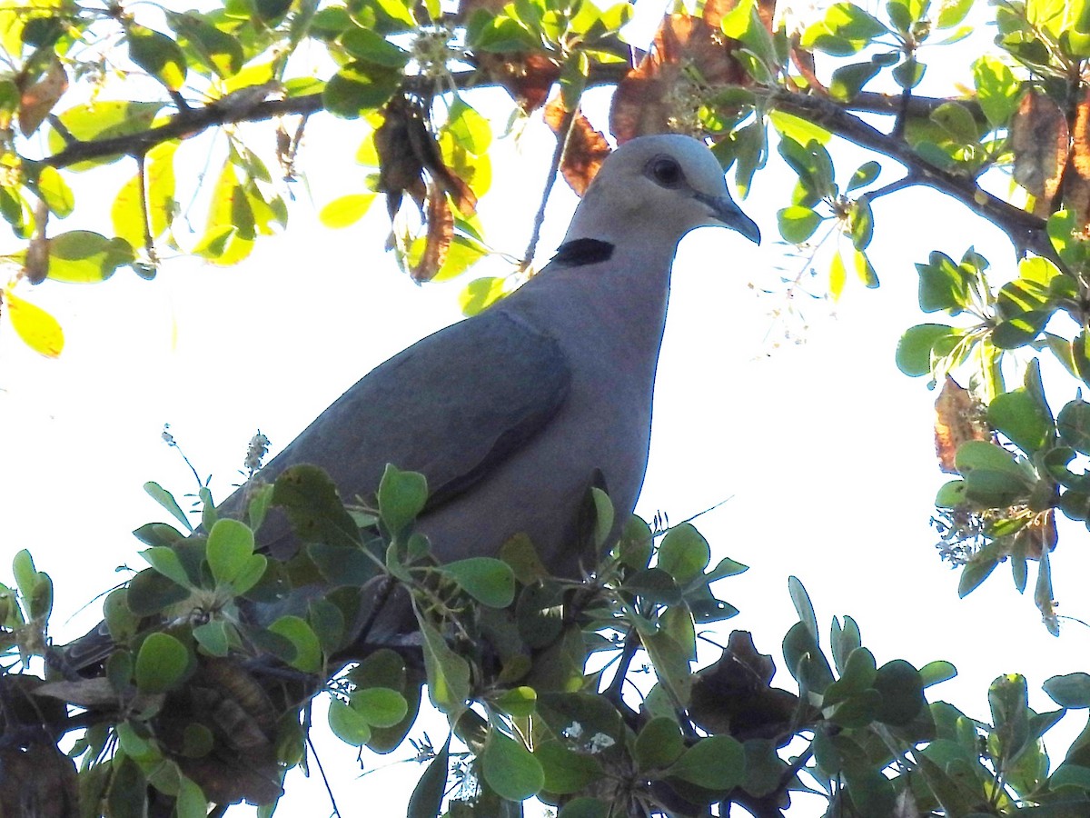 Red-eyed Dove - ML618882802