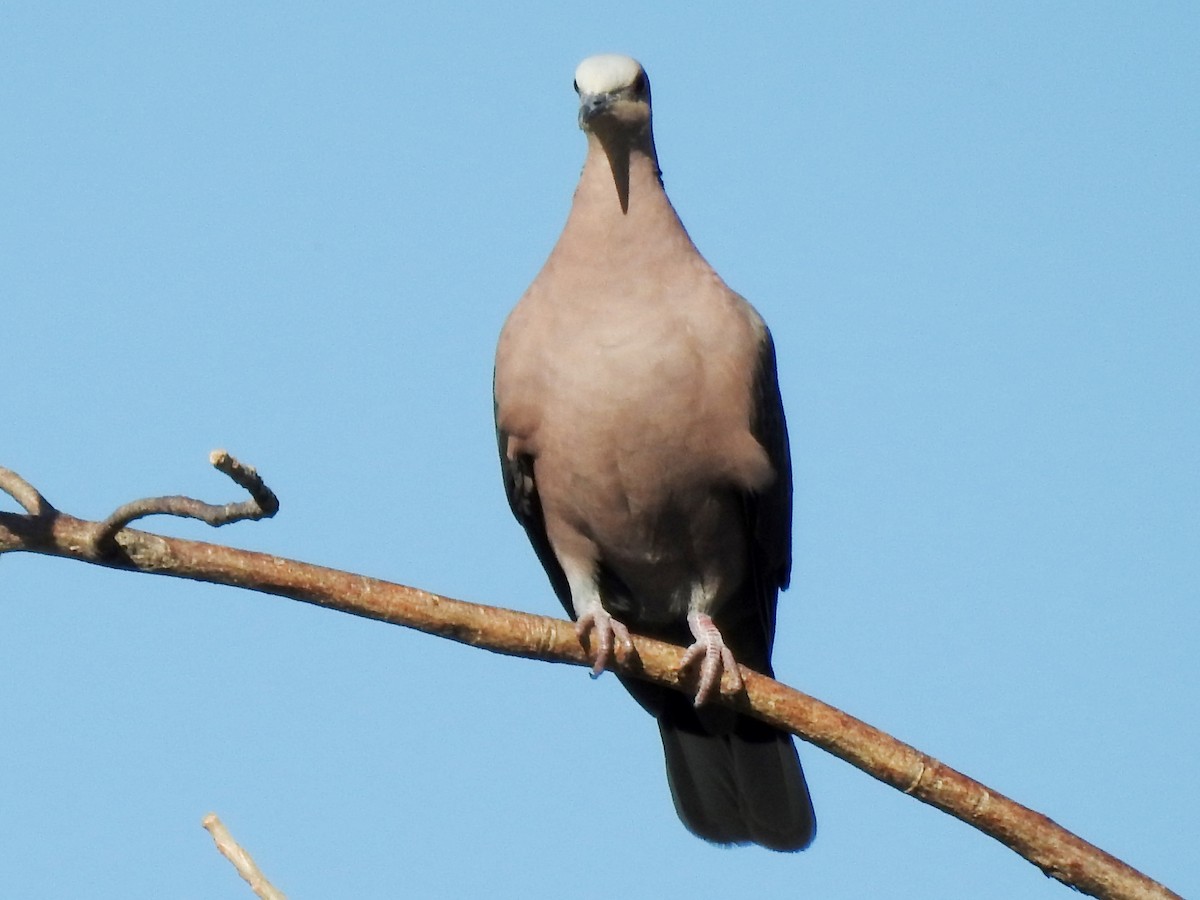 Red-eyed Dove - ML618882803