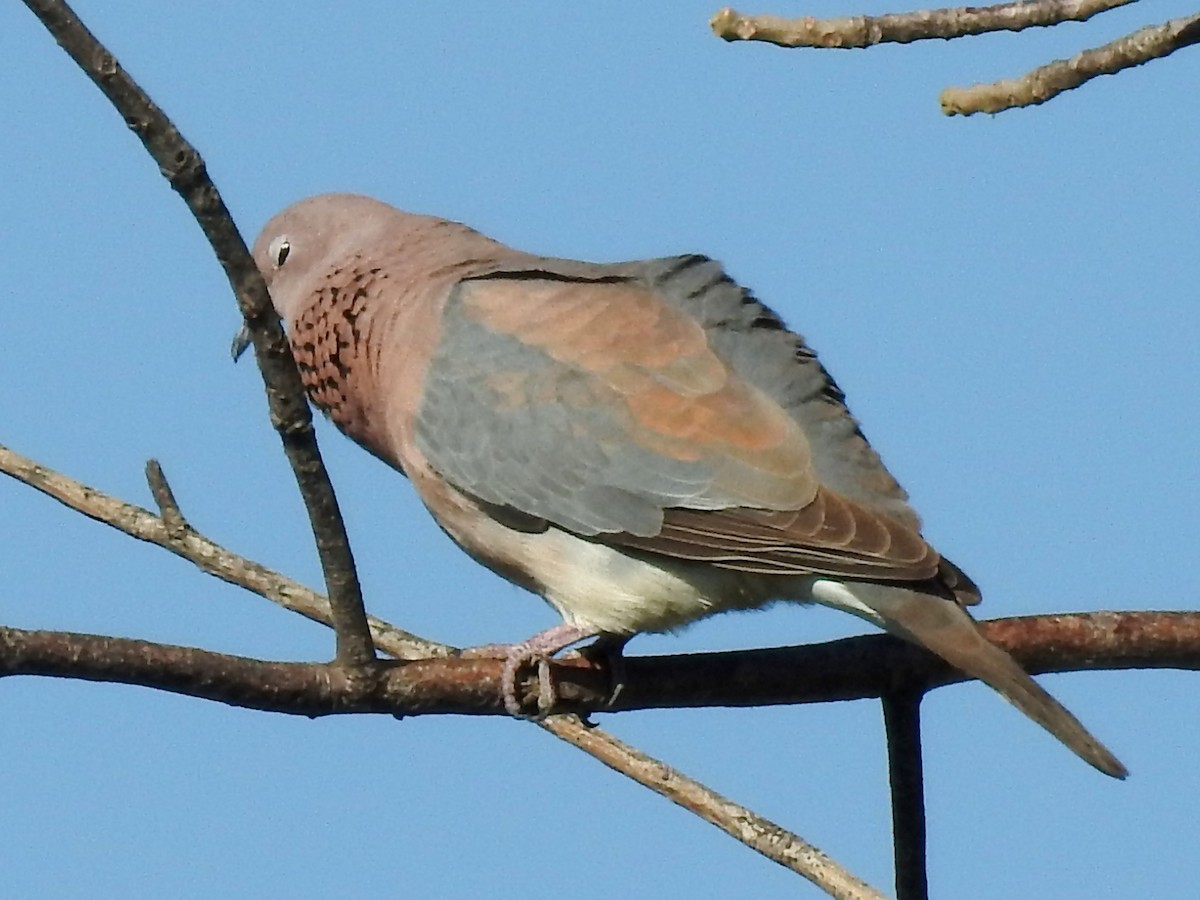Laughing Dove - ML618882812