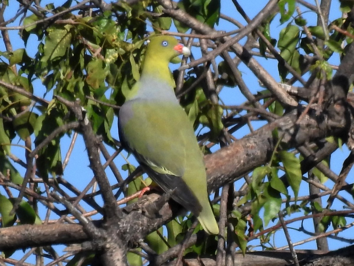 African Green-Pigeon - ML618882834