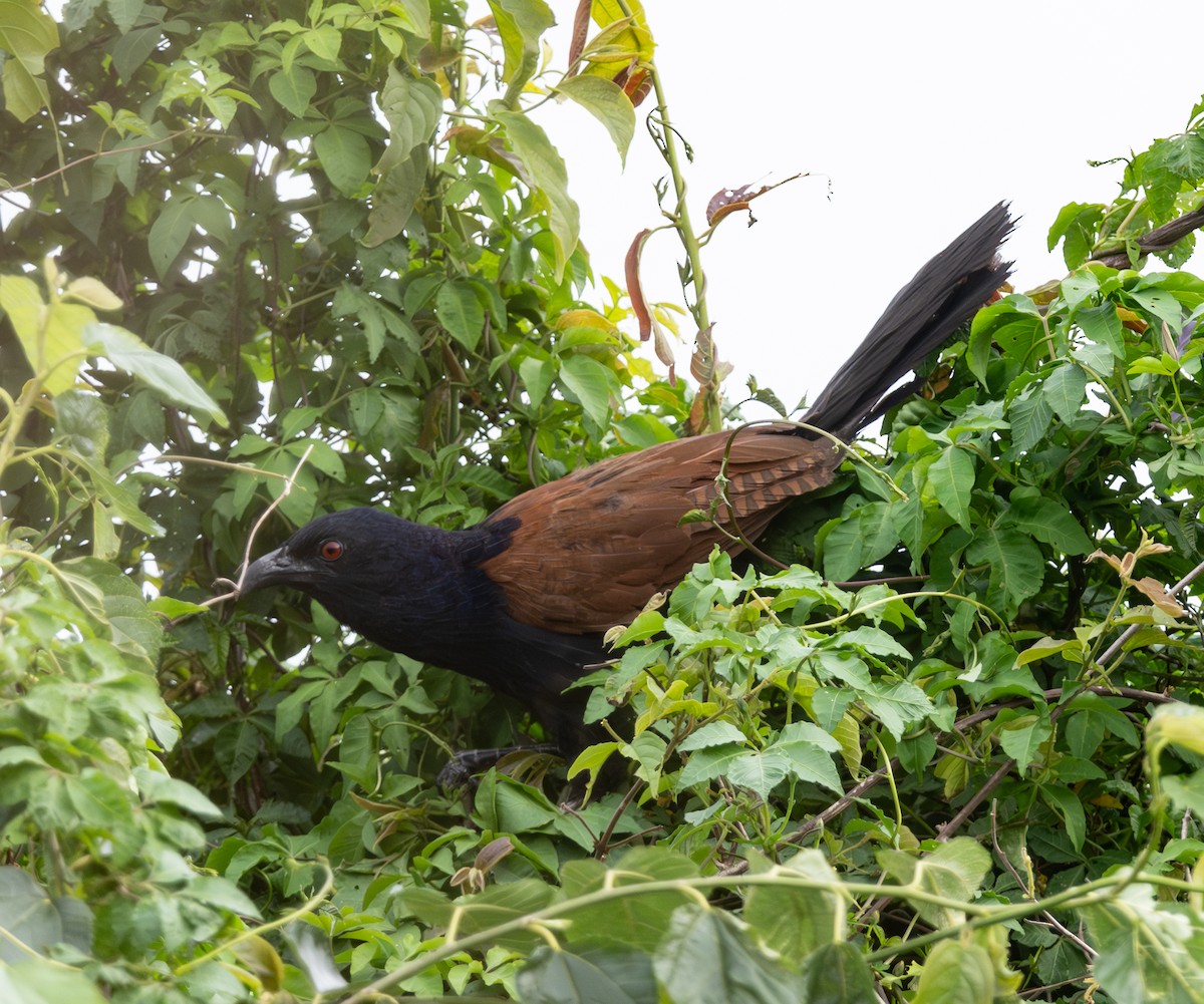 Greater Coucal - ML618882835