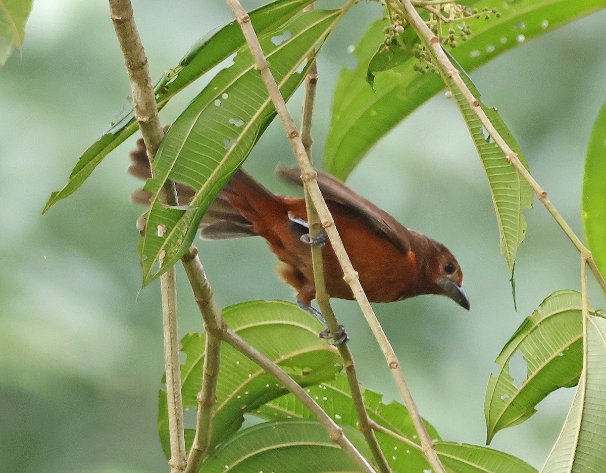 White-lined Tanager - ML618882843