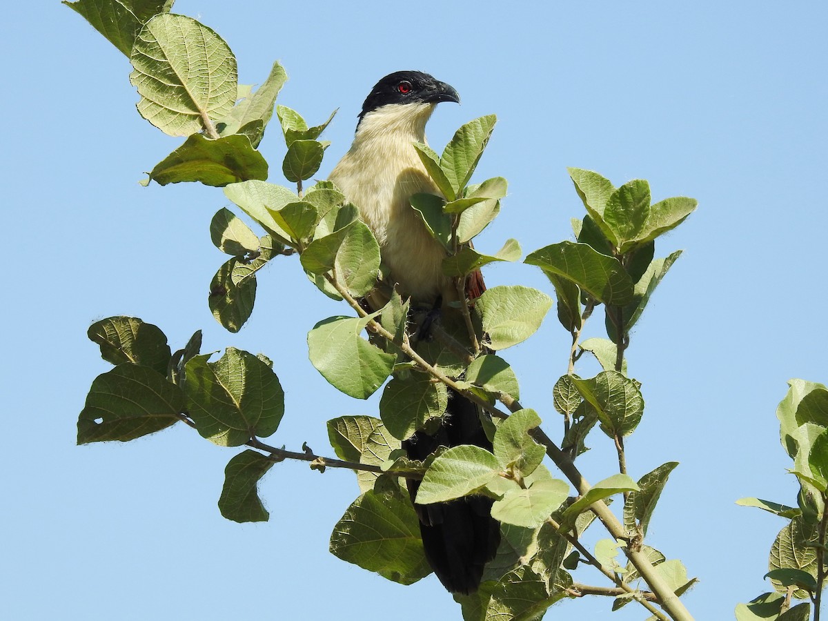 Coppery-tailed Coucal - ML618882859