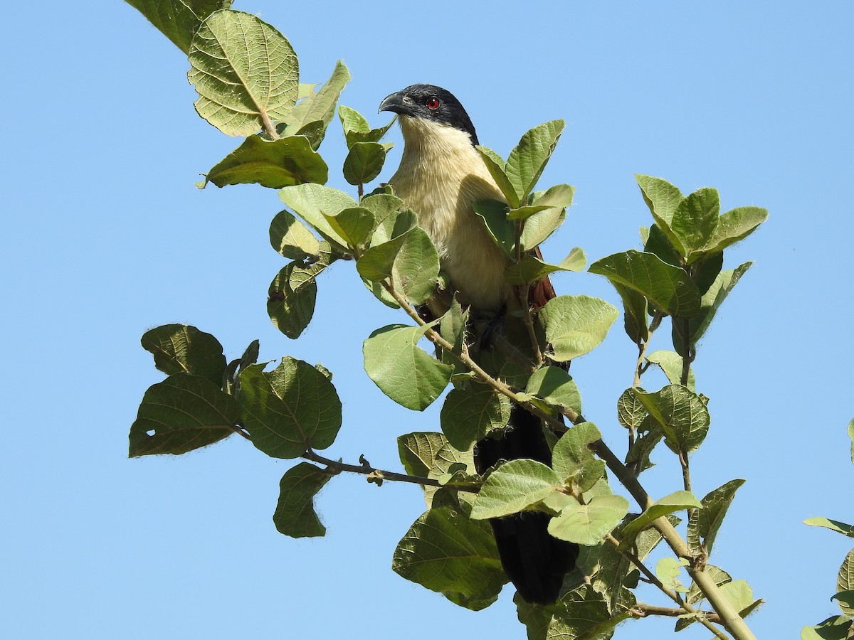 Coppery-tailed Coucal - ML618882860