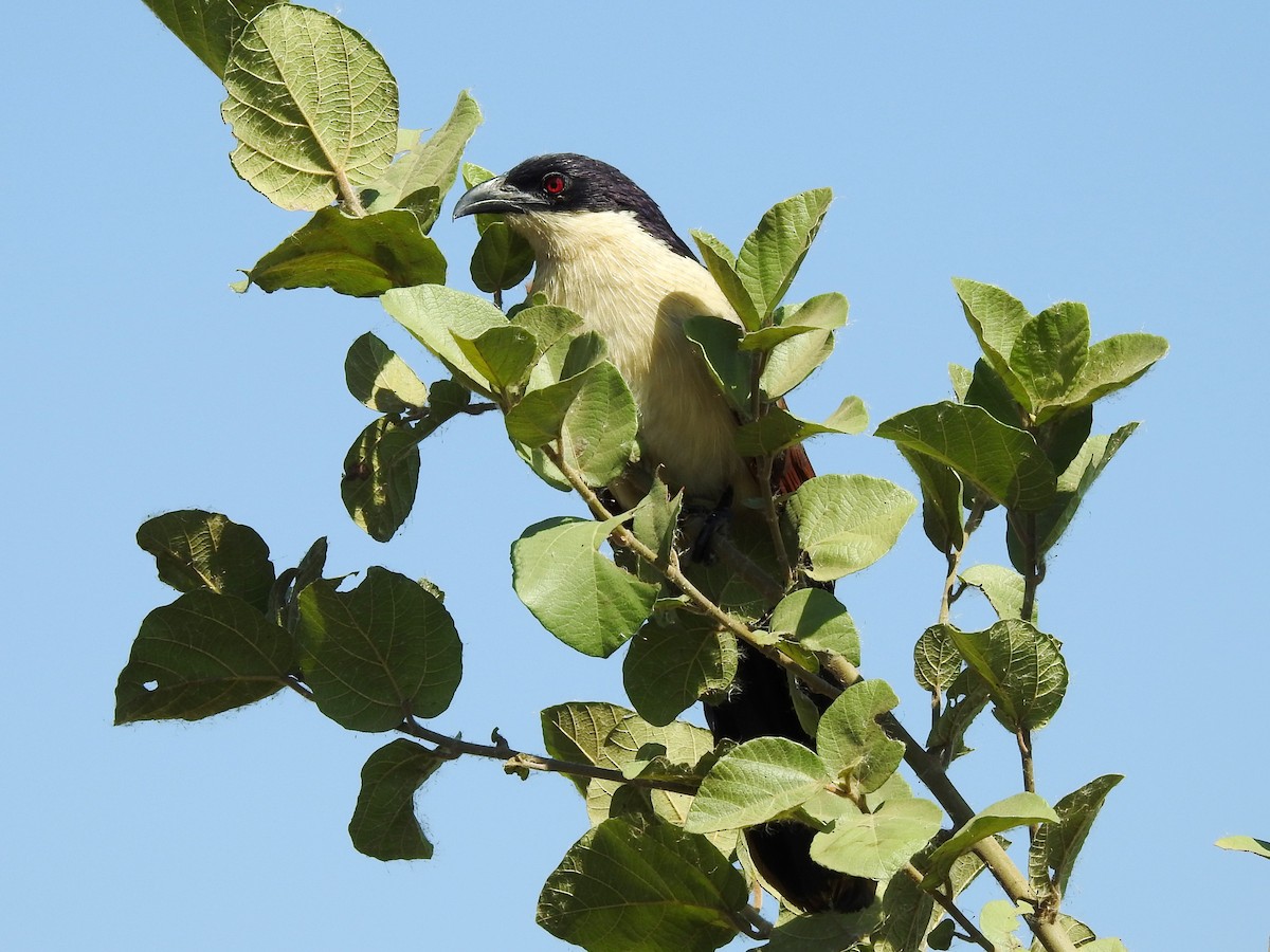 Coppery-tailed Coucal - ML618882861