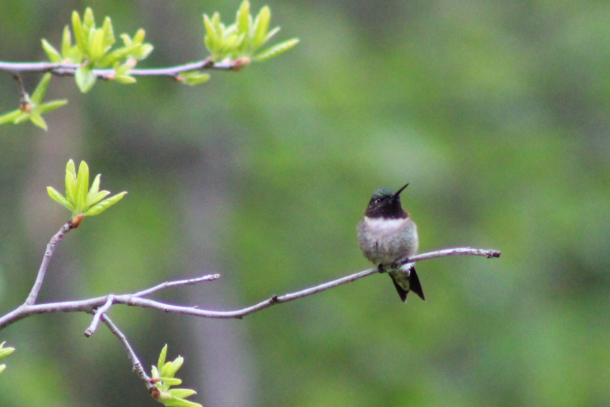 Ruby-throated Hummingbird - niki banke