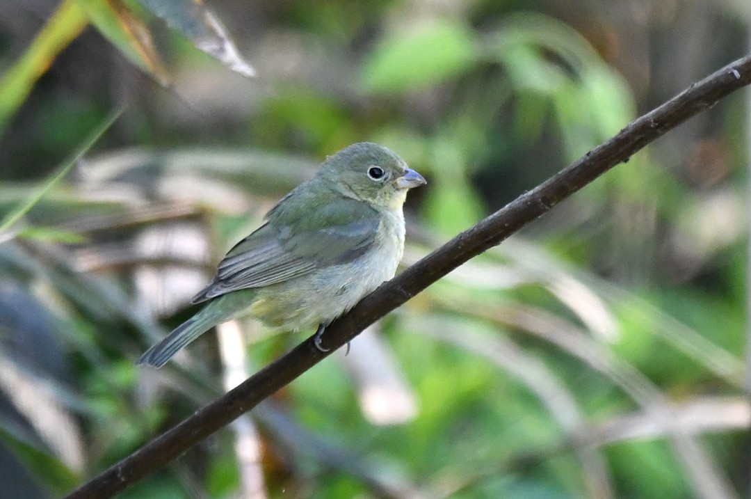 Painted Bunting - ML618882887