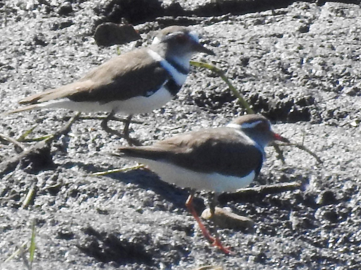 Three-banded Plover - ML618882889