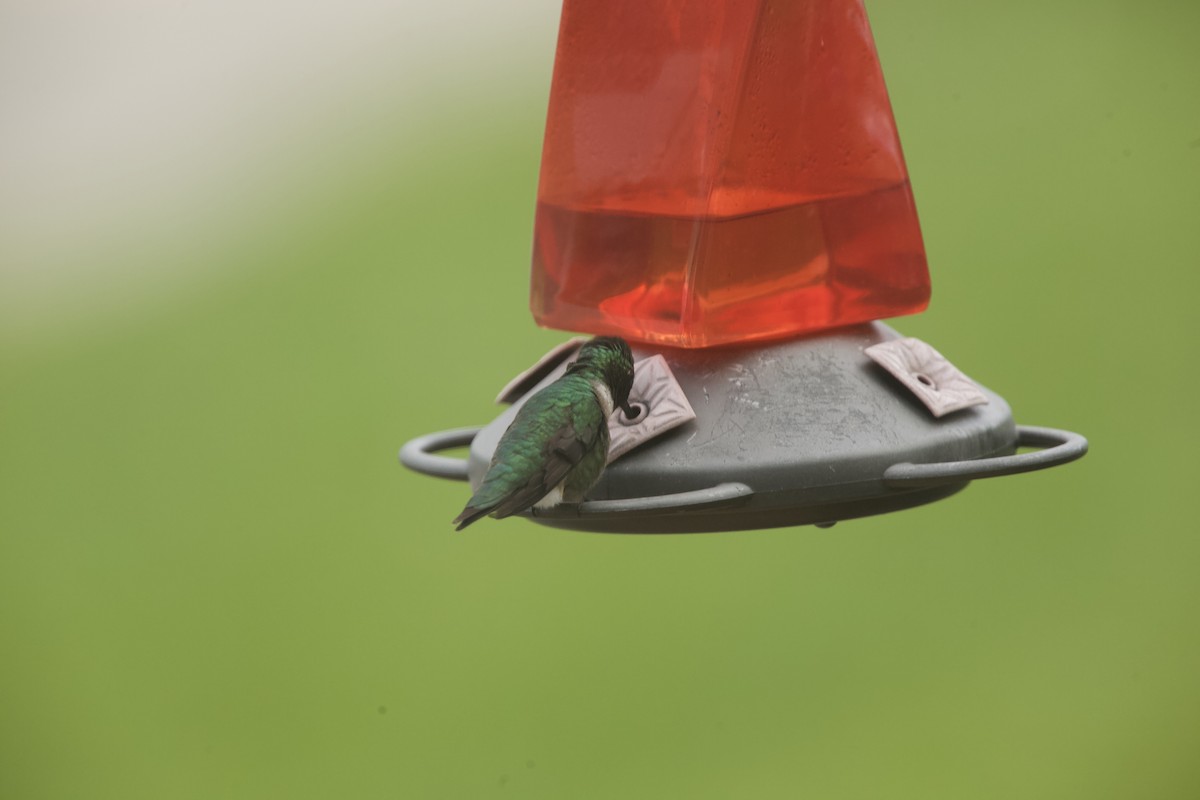 Ruby-throated Hummingbird - ML618882896