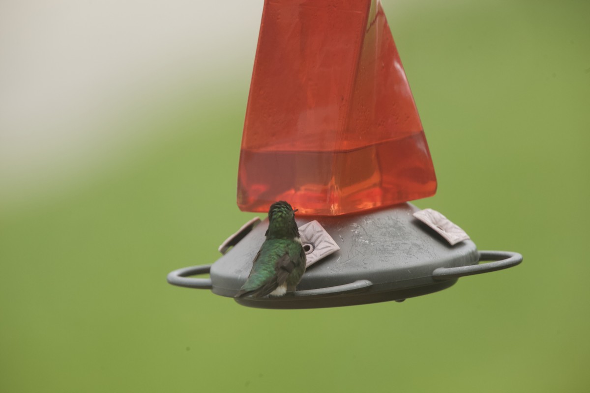 Ruby-throated Hummingbird - ML618882897