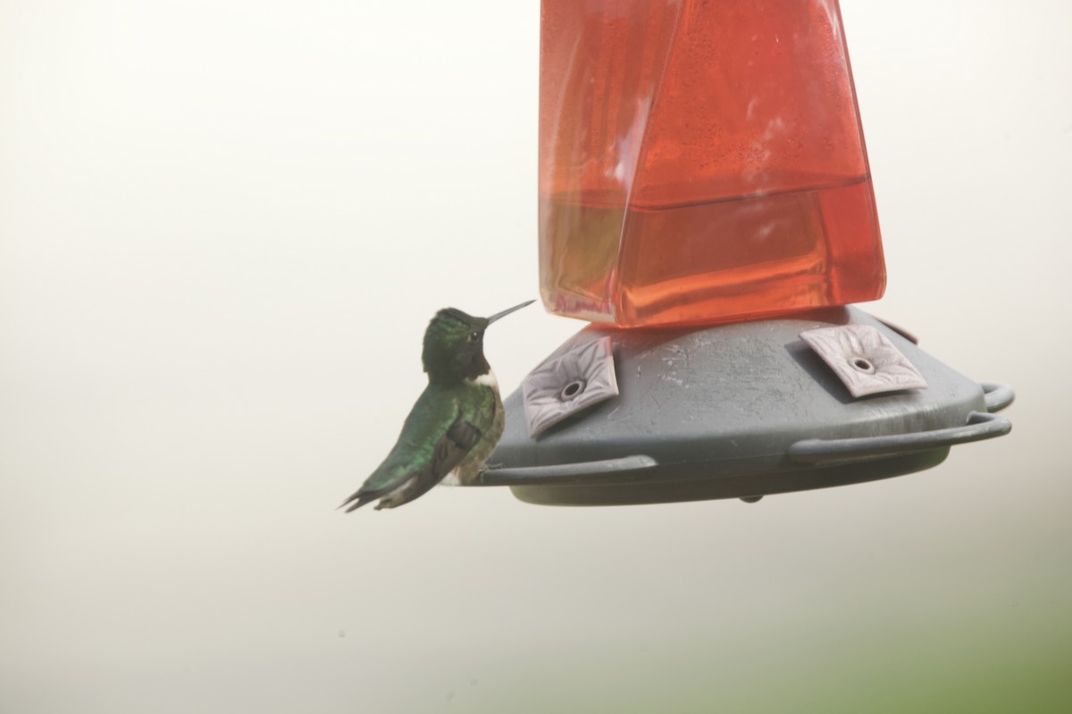 Ruby-throated Hummingbird - Paul Miller
