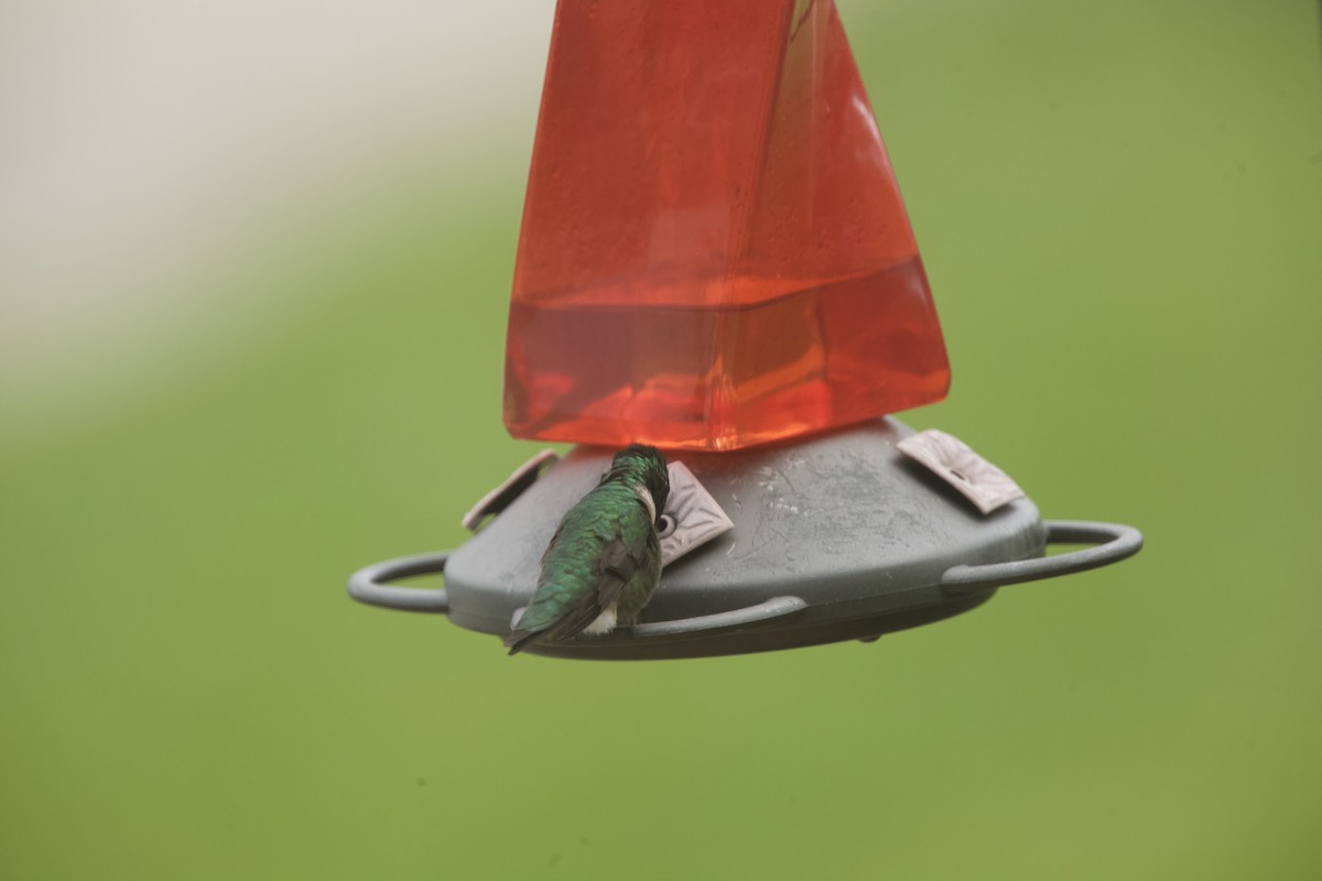 Ruby-throated Hummingbird - ML618882900