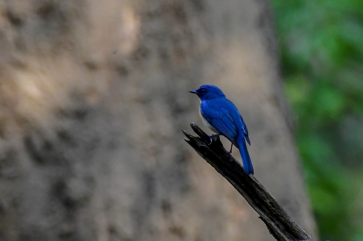 Tickell's Blue Flycatcher - Sathish Ramamoorthy