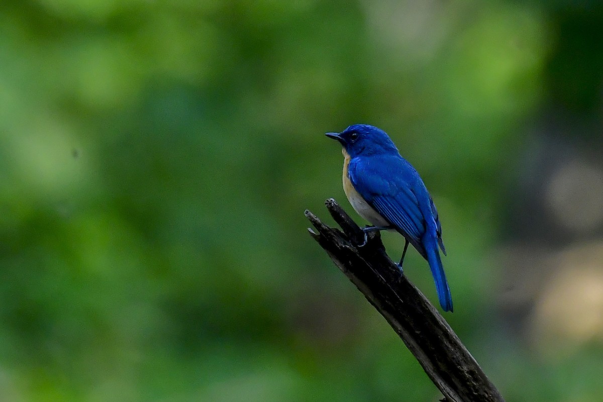 Tickell's Blue Flycatcher - Sathish Ramamoorthy