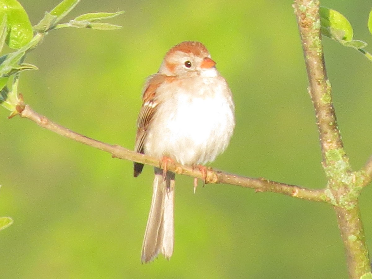 Field Sparrow - Jacqueline Vigilanti