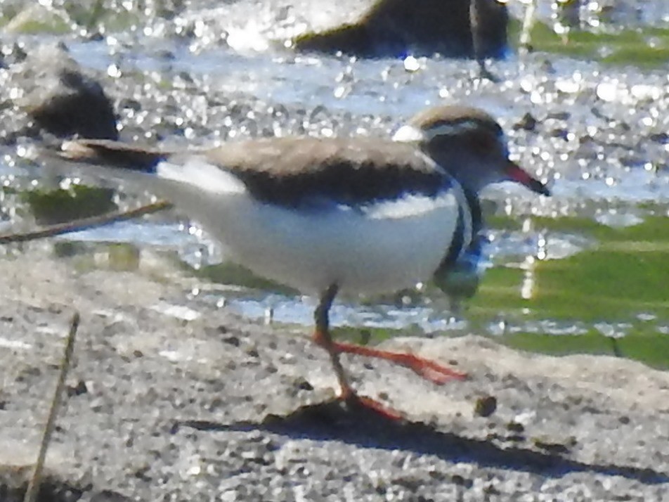 Three-banded Plover - ML618882914