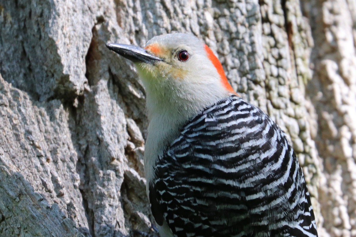 Red-bellied Woodpecker - Hailey Clancy