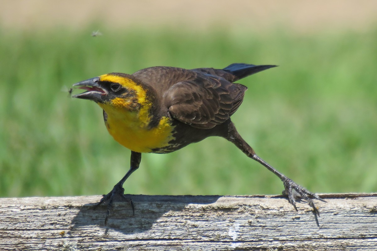 Yellow-headed Blackbird - ML618882996