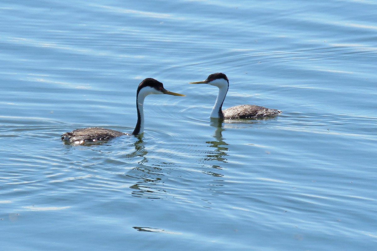 Western Grebe - ML618883017