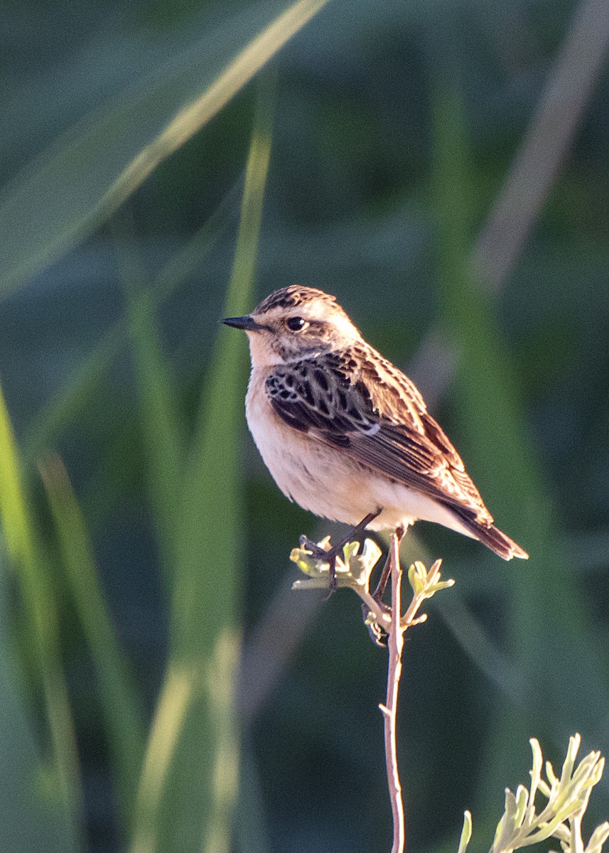 Whinchat - ML618883018