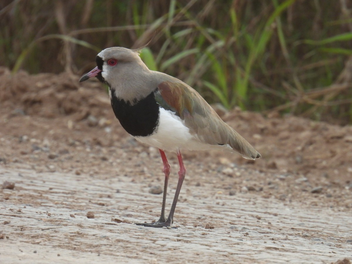 Southern Lapwing - Lucia Lettieri