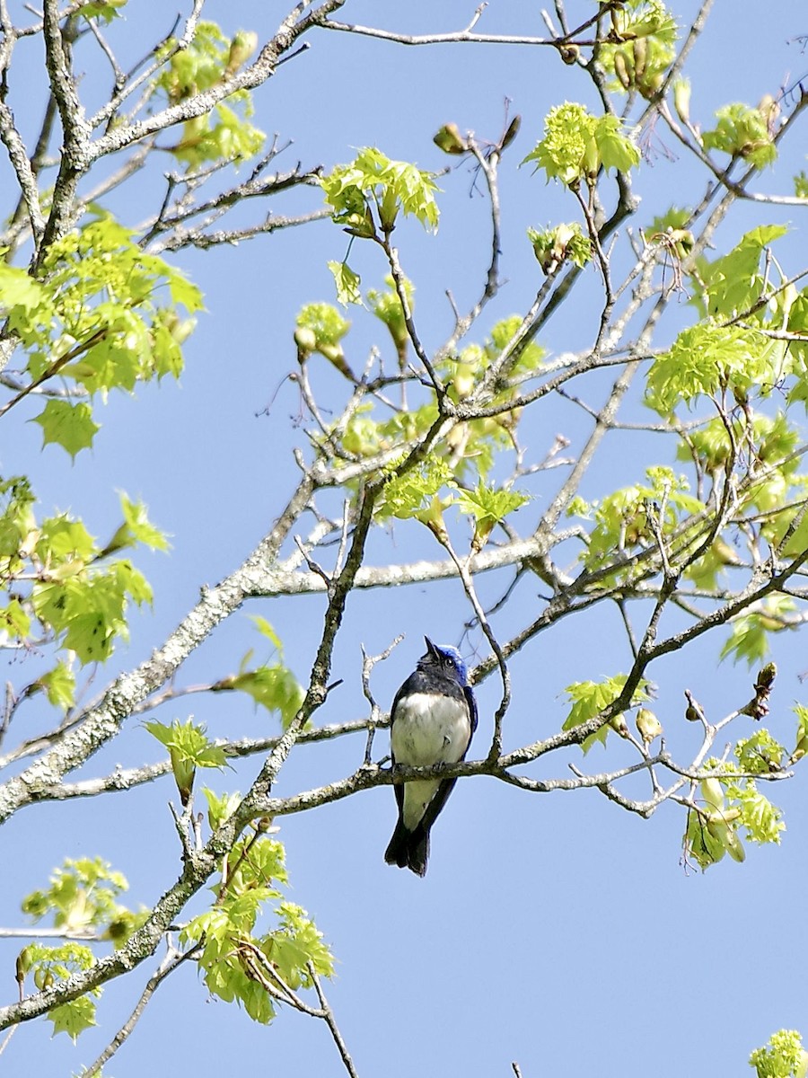 Blue-and-white Flycatcher - ML618883112