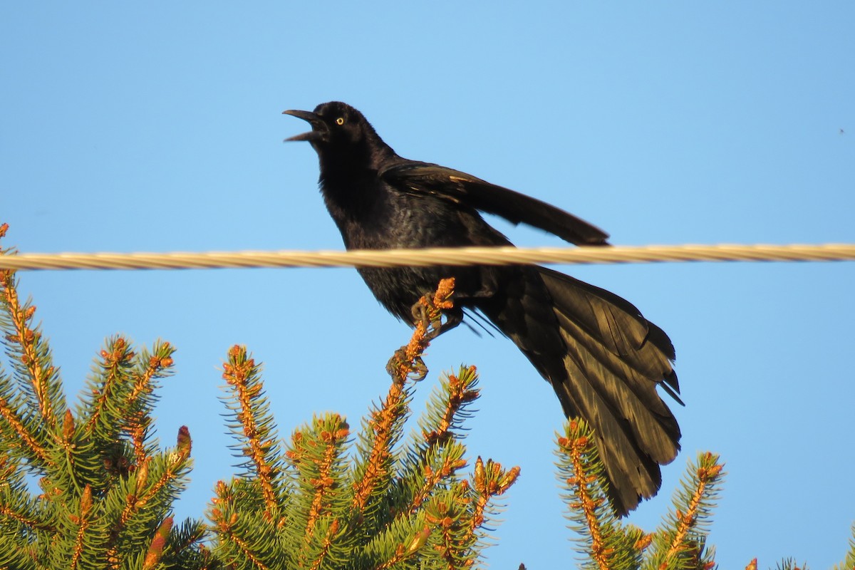 Great-tailed Grackle - ML618883162