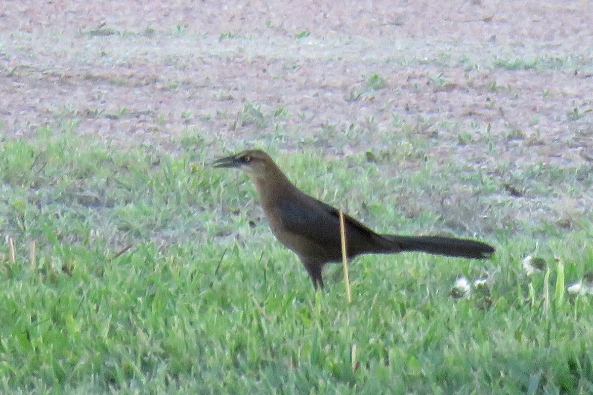 Great-tailed Grackle - ML618883163