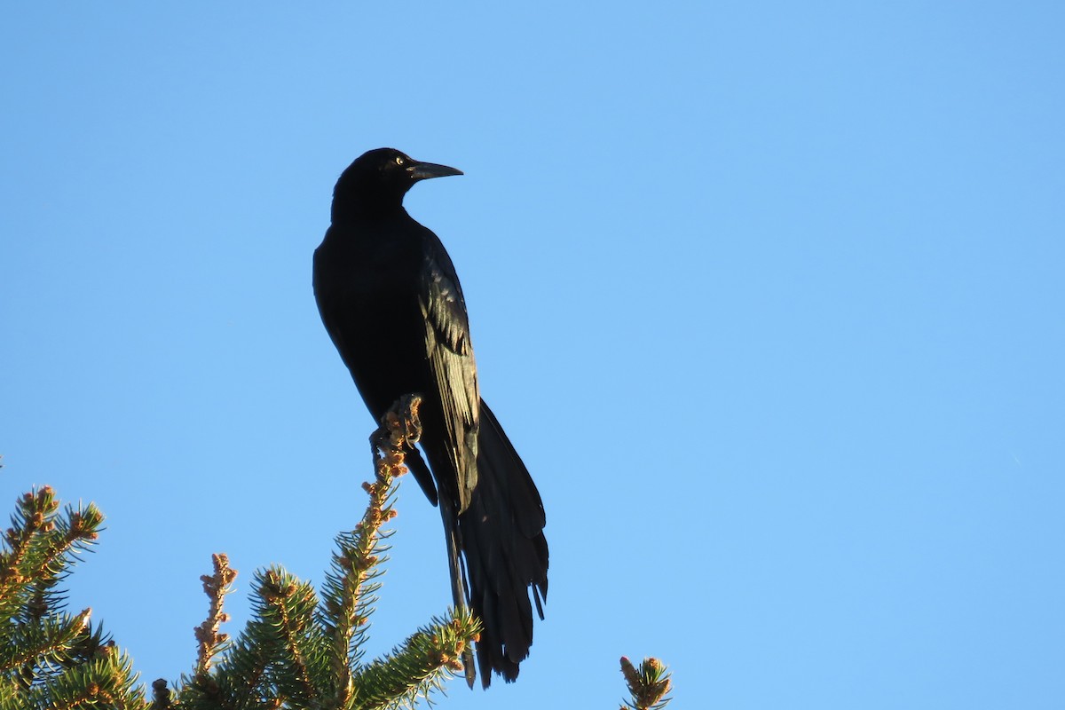 Great-tailed Grackle - ML618883197