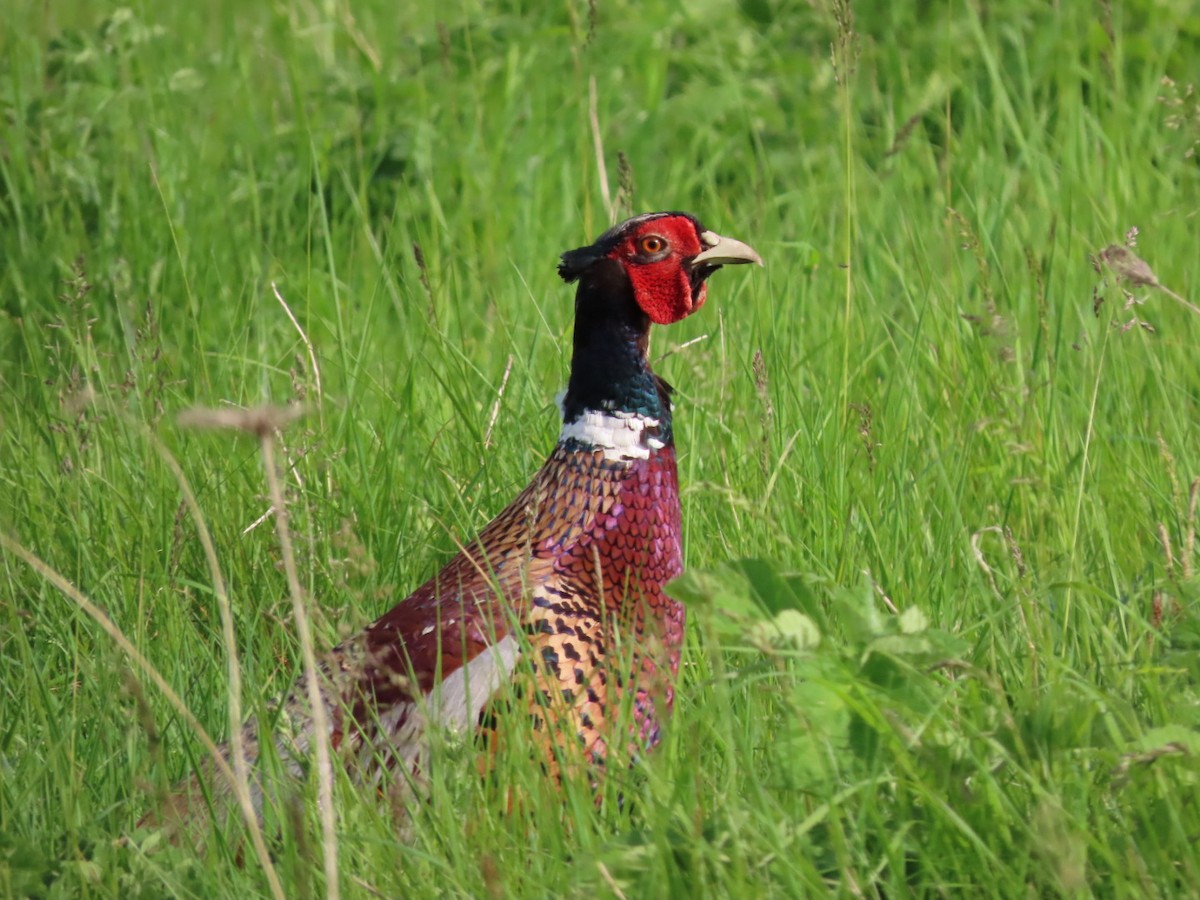 Ring-necked Pheasant - ML618883215