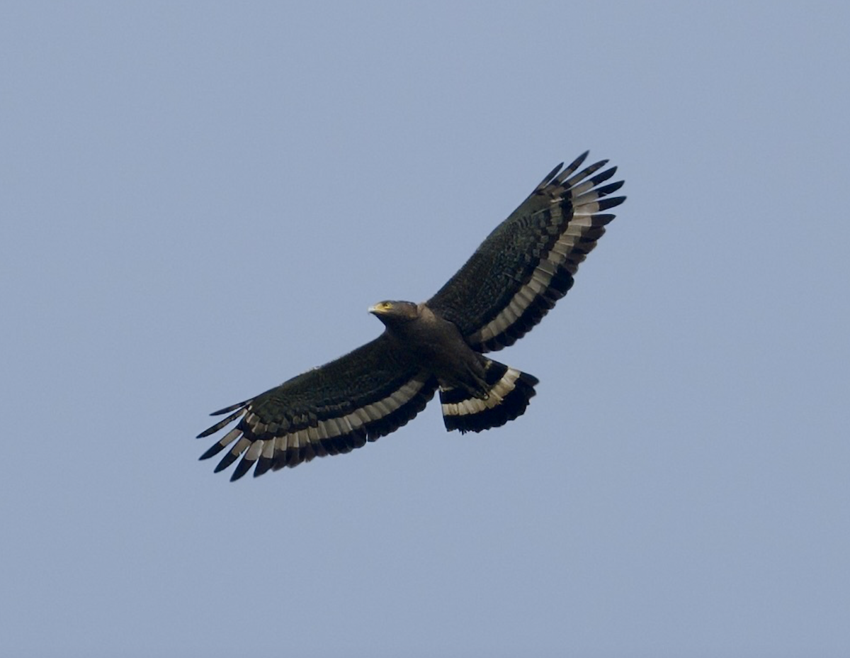Crested Serpent-Eagle - ML618883221