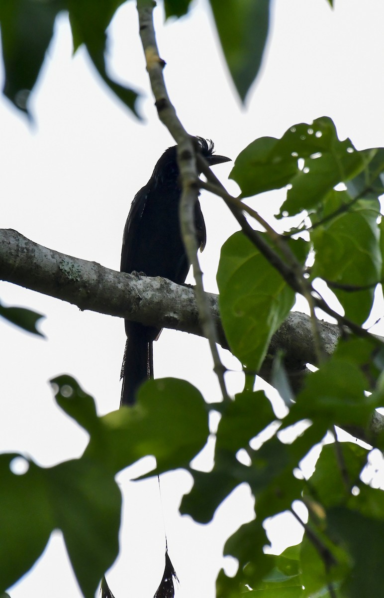 Greater Racket-tailed Drongo - Sathish Ramamoorthy