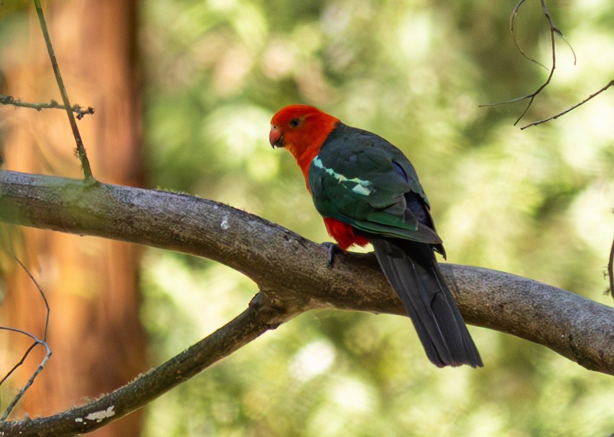 Australian King-Parrot - Pedro Nicolau