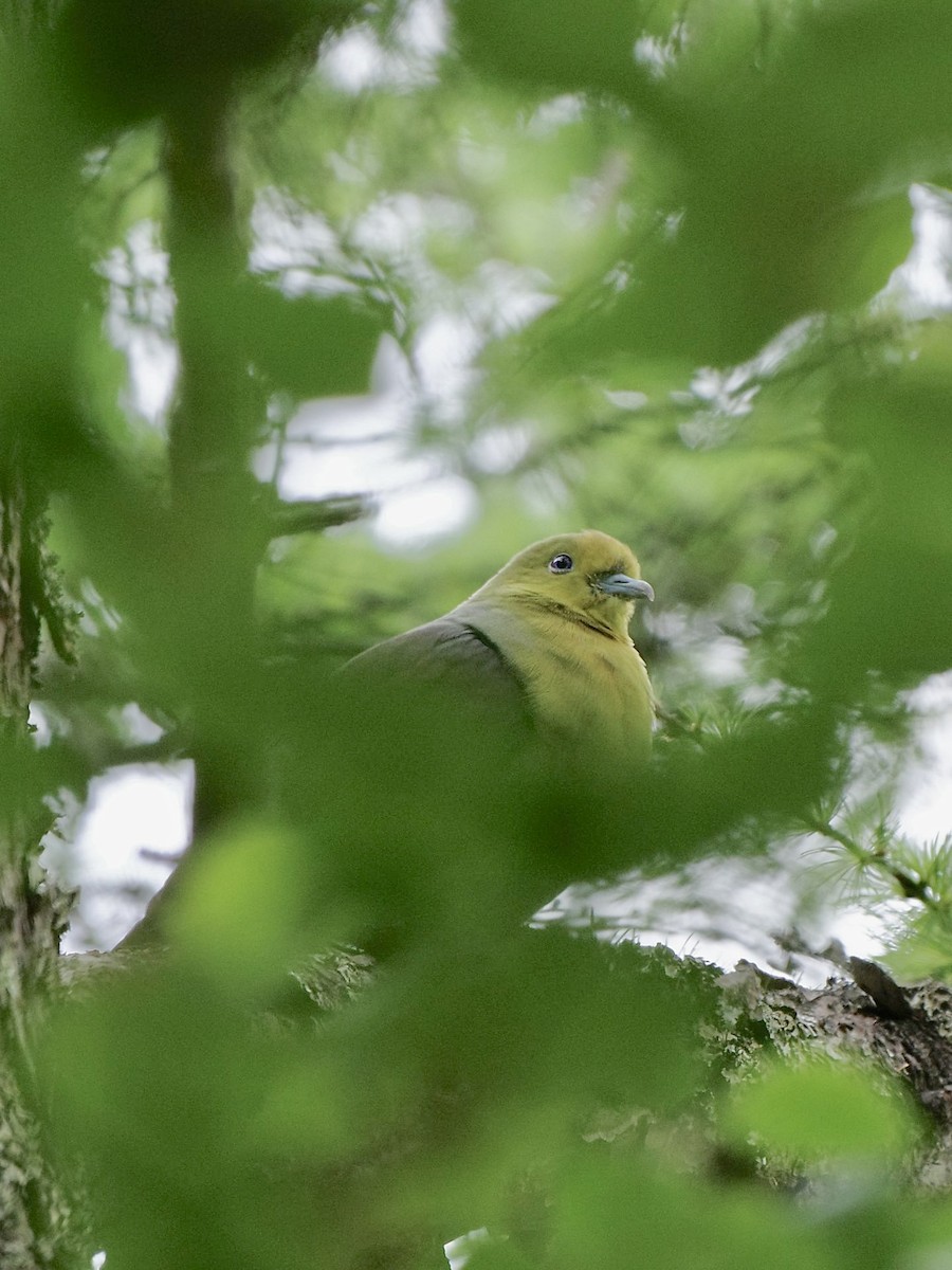 White-bellied Green-Pigeon - ML618883239