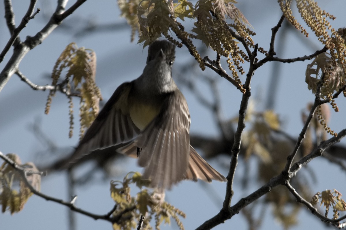 Great Crested Flycatcher - ML618883371
