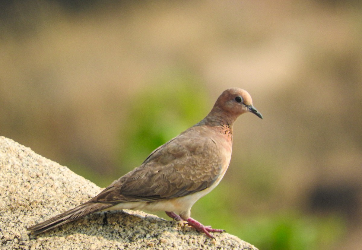 Laughing Dove - ML618883377