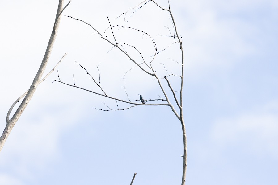 kolibřík smaragdový - ML618883399