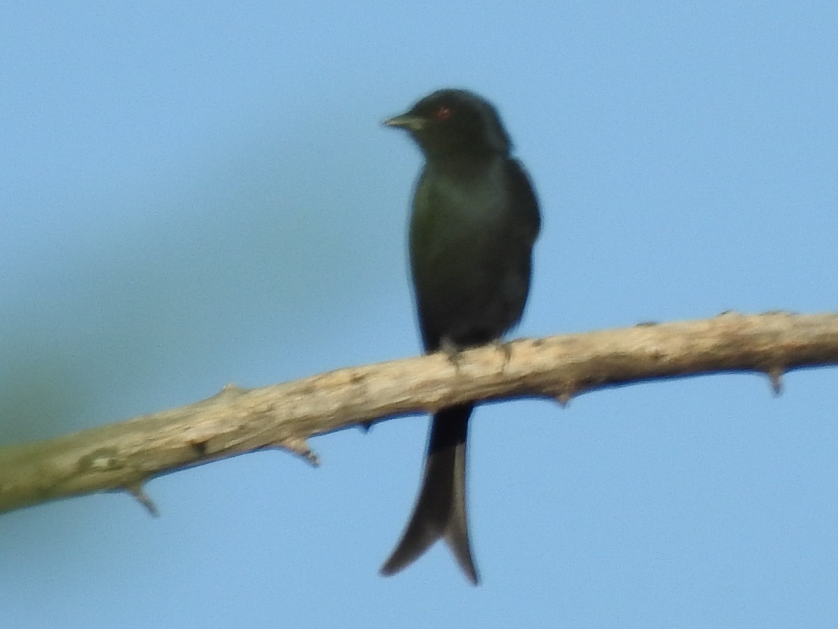 Fork-tailed Drongo - ML618883409