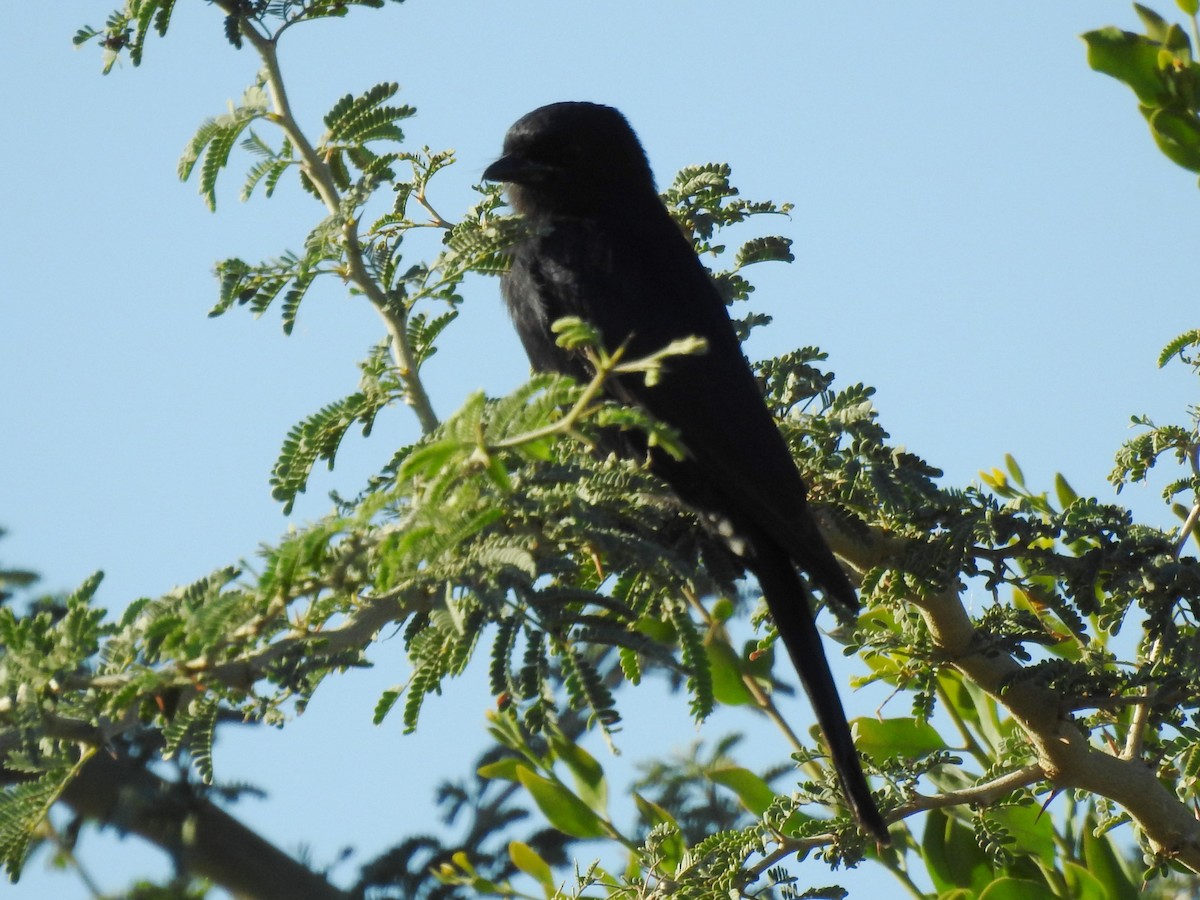 Fork-tailed Drongo - ML618883410