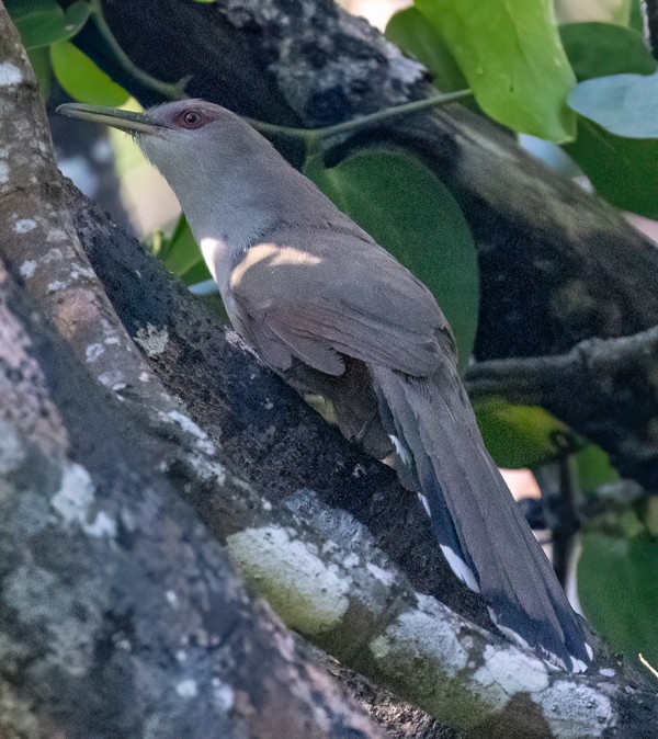 Puerto Rican Lizard-Cuckoo - ML618883420