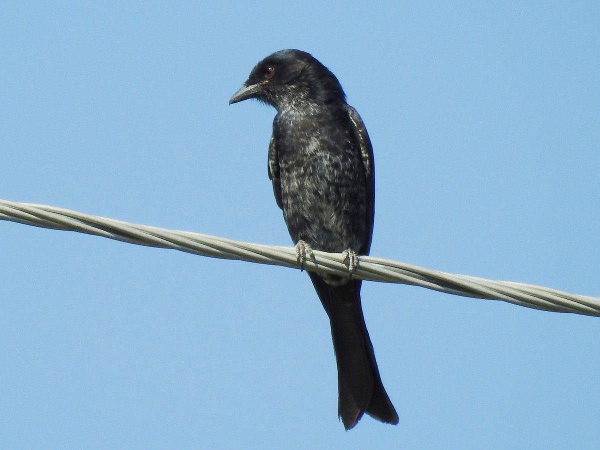 Fork-tailed Drongo - ML618883423