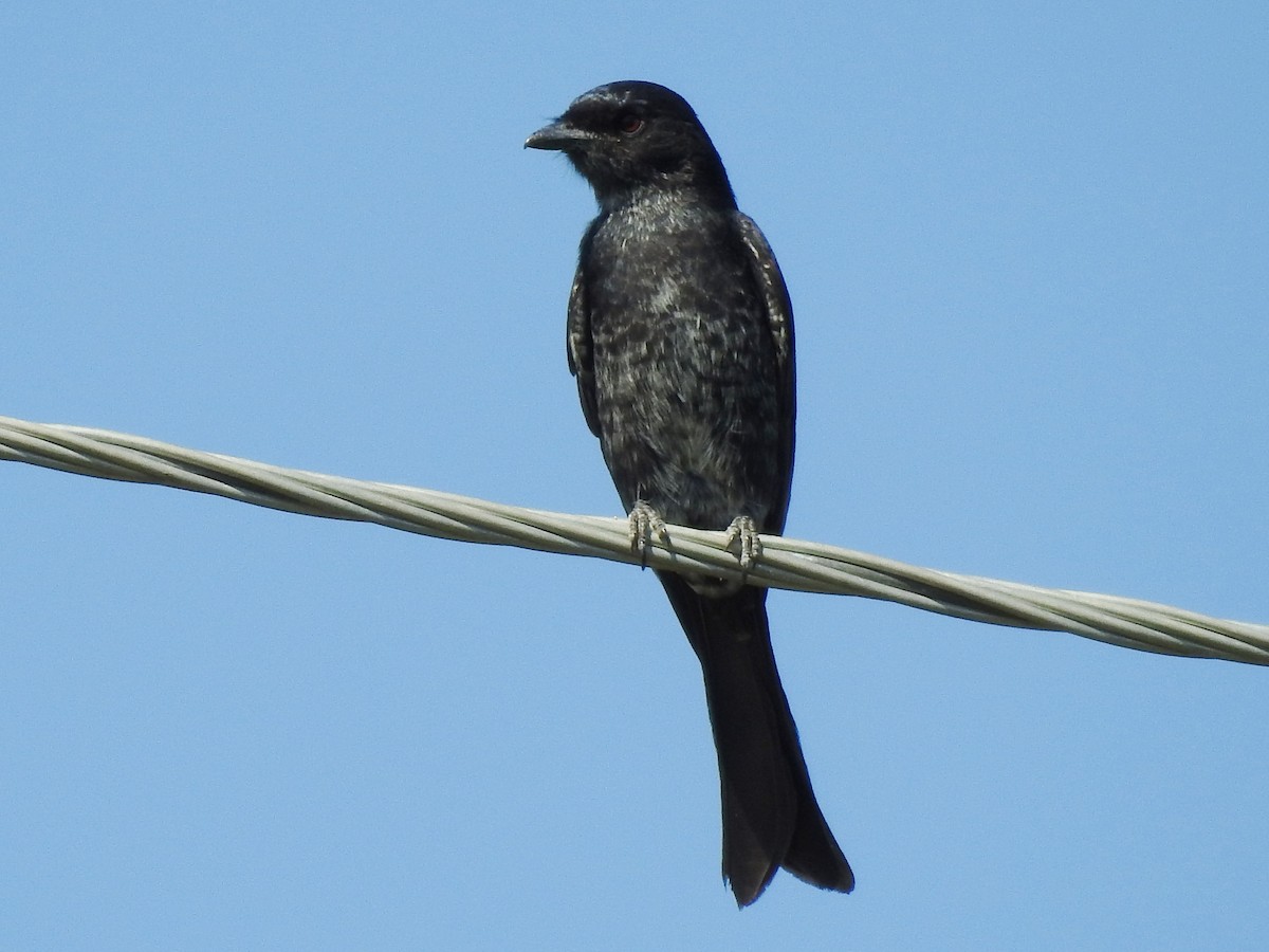 Fork-tailed Drongo - ML618883424